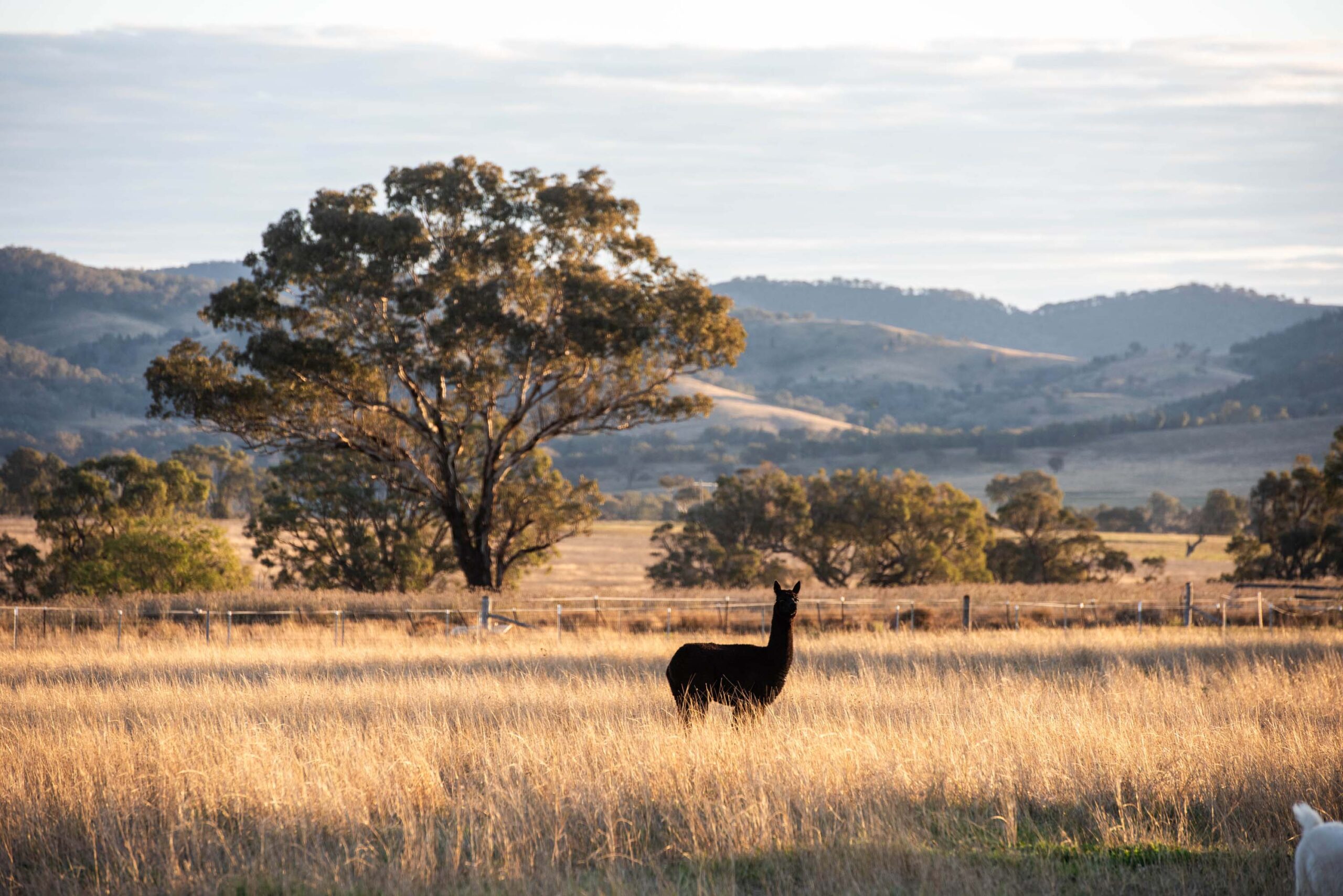 owl head lodge glass studio accommodation gulgong farm animals